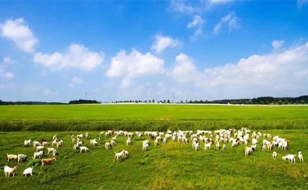 亲子乐园规划设计案例-巴布洛生态谷-安吉田园嘉乐比-泰迪农场